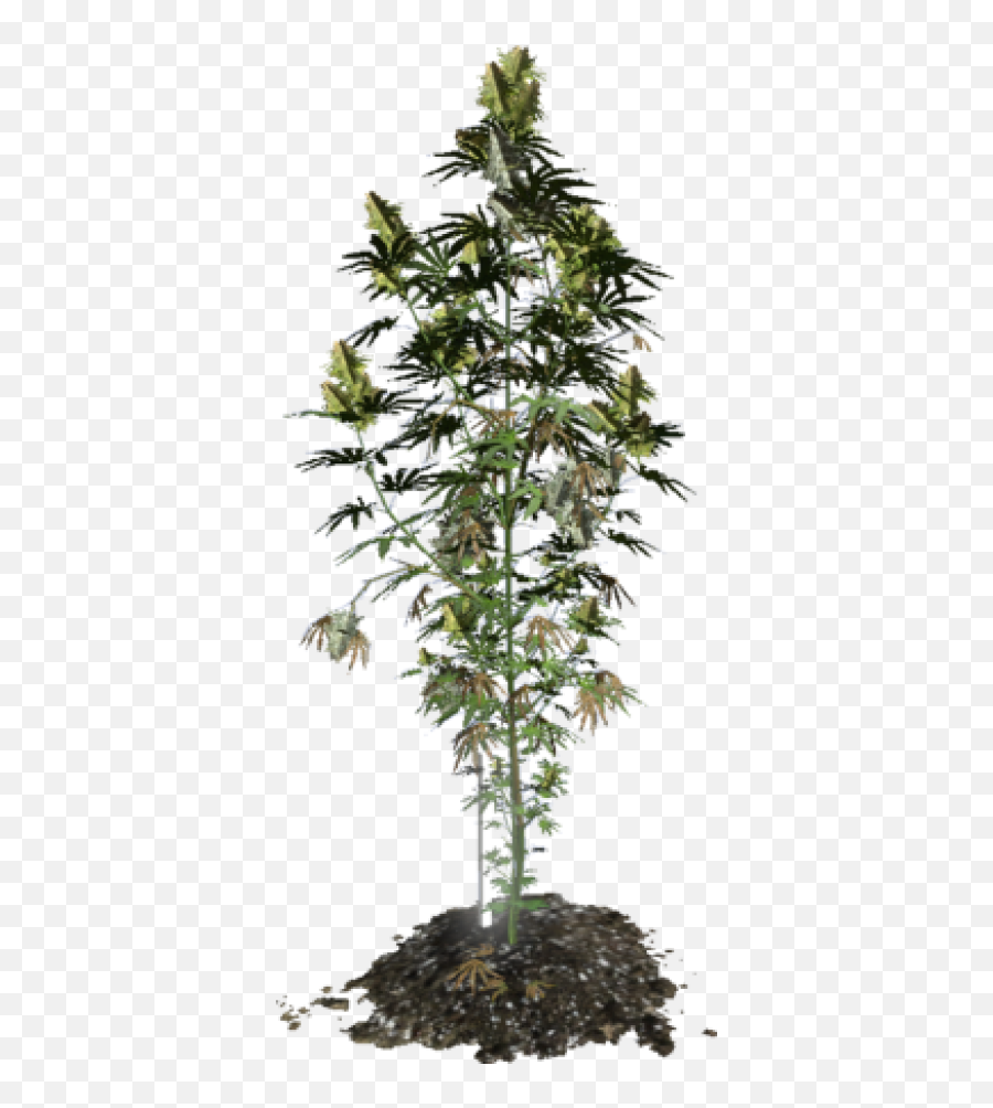 Download Free Png Marijuana Plant - Transparent Weed Plant Png,Marijuana Plant Png