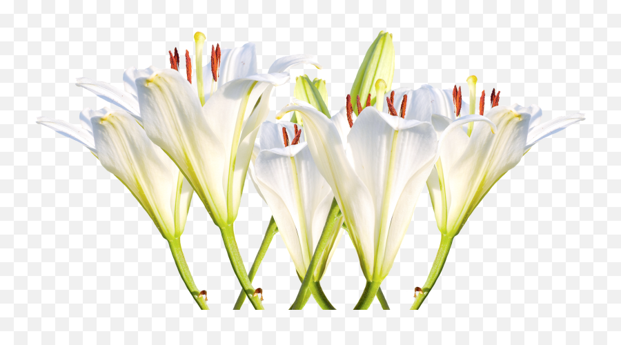 Easter Lily Png - Transparent Easter Lilly,Easter Lily Png