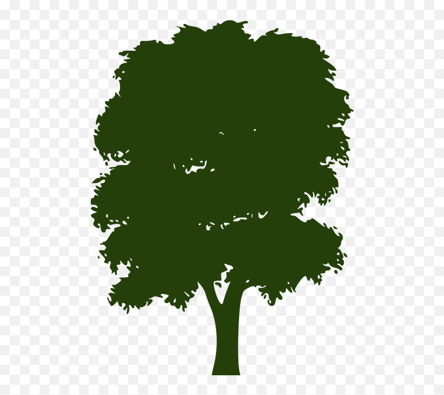 Tree Canopy Foliage - Silhouette Tree Png Vector,Tree Canopy Png