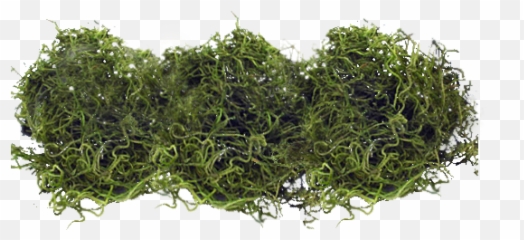 Free Transparent Moss Png Images Page 1 Pngaaa Com - roblox moss texture