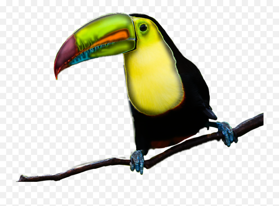 Tucan - Sticker By Gtyf Toucan Png,Tucan Png