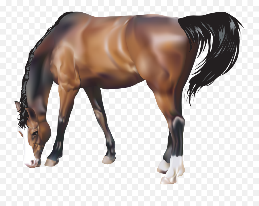 Download Horse Transparent Png - Horse Png Free Download,Transparent Png Images Download