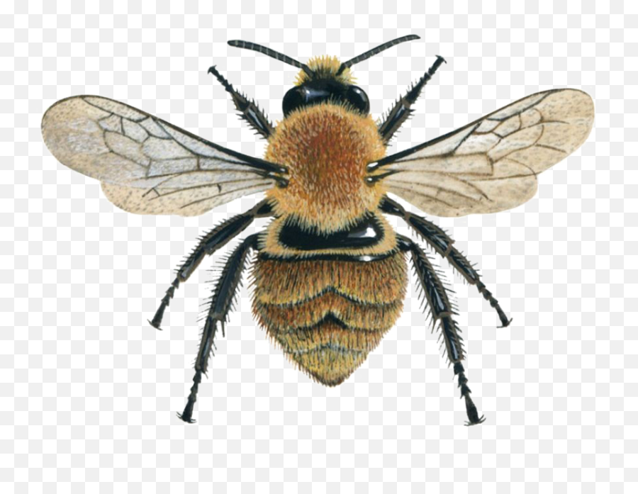 Bee Png Image File Bumble