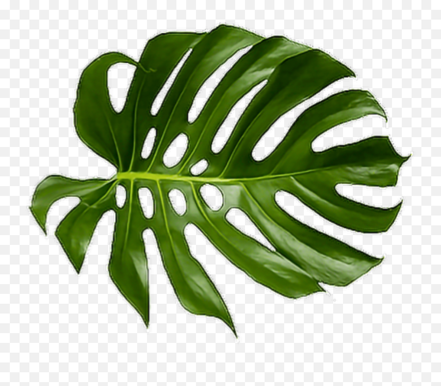 Download Cheese Plant Leaf Tropics Leaves Tropical Palm - Tropical Palm Leaves Png,Palm Png