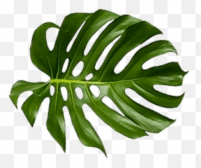Download Cheese Plant Leaf Tropics Leaves Tropical Palm - Png