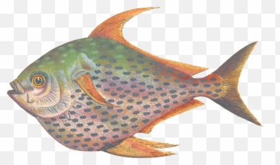 Download Coral Reef Fish Grouper Seafood Trout - Clip Seafood Png,Fish Clipart Transparent Background