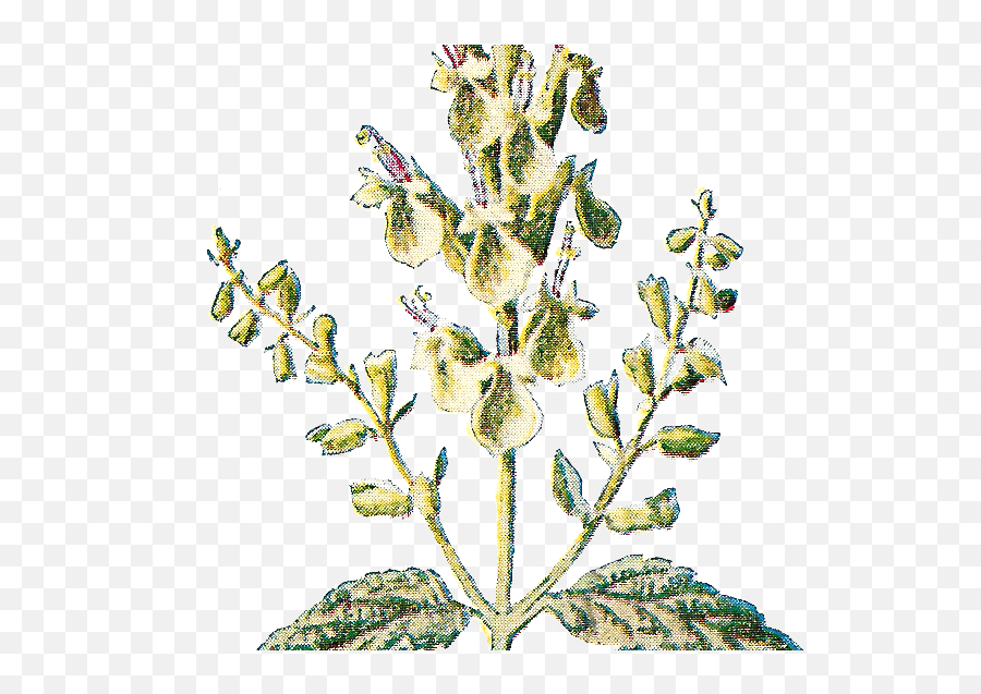 Antique Images Free Digital Flower Graphic Wildflower Clip - Transparent Background Rustic Flower Png,Sage Png