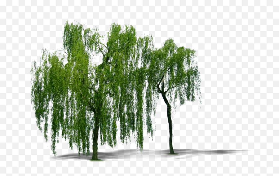 Png Plant Weeping Willow Tree Trees - Weeping Willow Tree Png,Weeping Willow Png