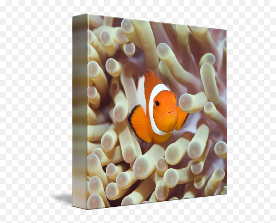 Tropical Fish Clownfish By Dmitry Volochaev - Flora E Fauna Marina Png,Tropical Fish Png