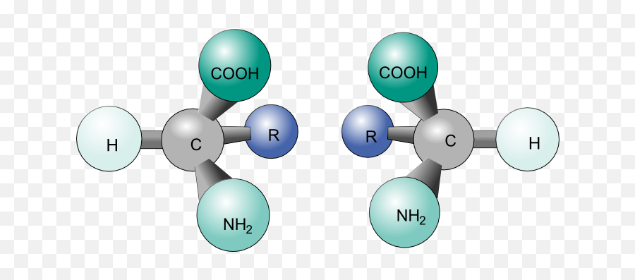 Chirality And Stereoisomers - Chemistry Libretexts Lactic Acid Optical Isomers 3d Png,Molecule Png