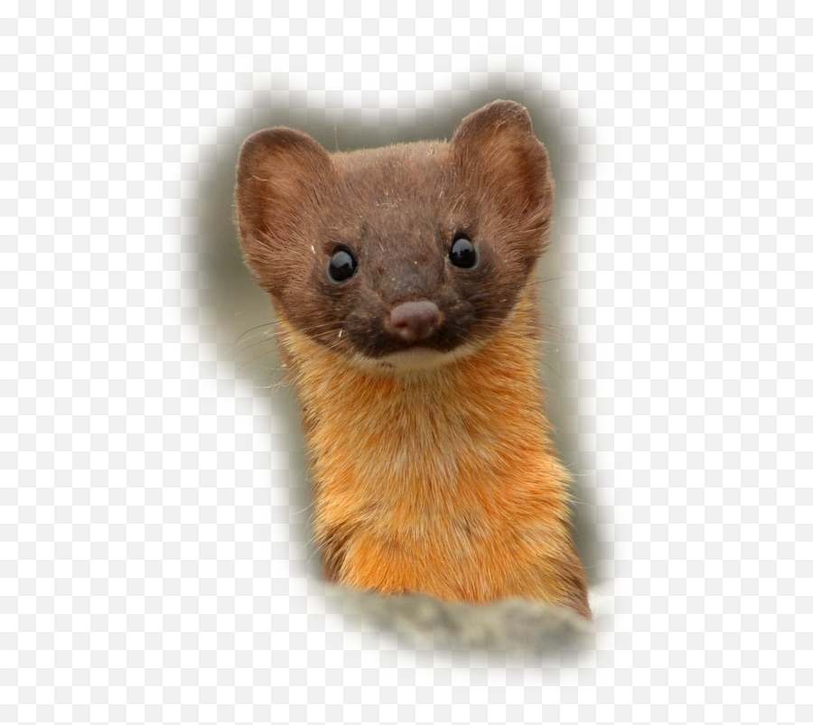 Weasel Tribe Ultimate Mustelids Under Construction - Stoat Png,Weasel Png