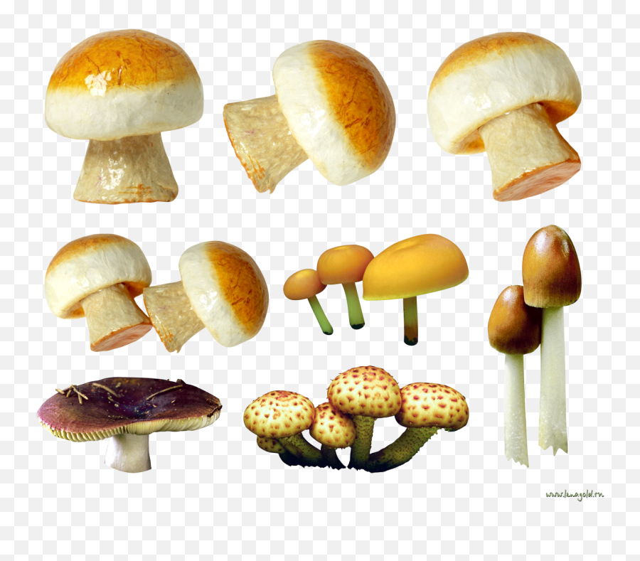 Mushroom Png Image - Purepng Free Transparent Cc0 Png Portable Network Graphics,Fungi Png