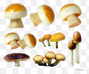 Mushroom Png Image - Purepng Free Transparent Cc0 Png Portable Network Graphics,Fungi Png