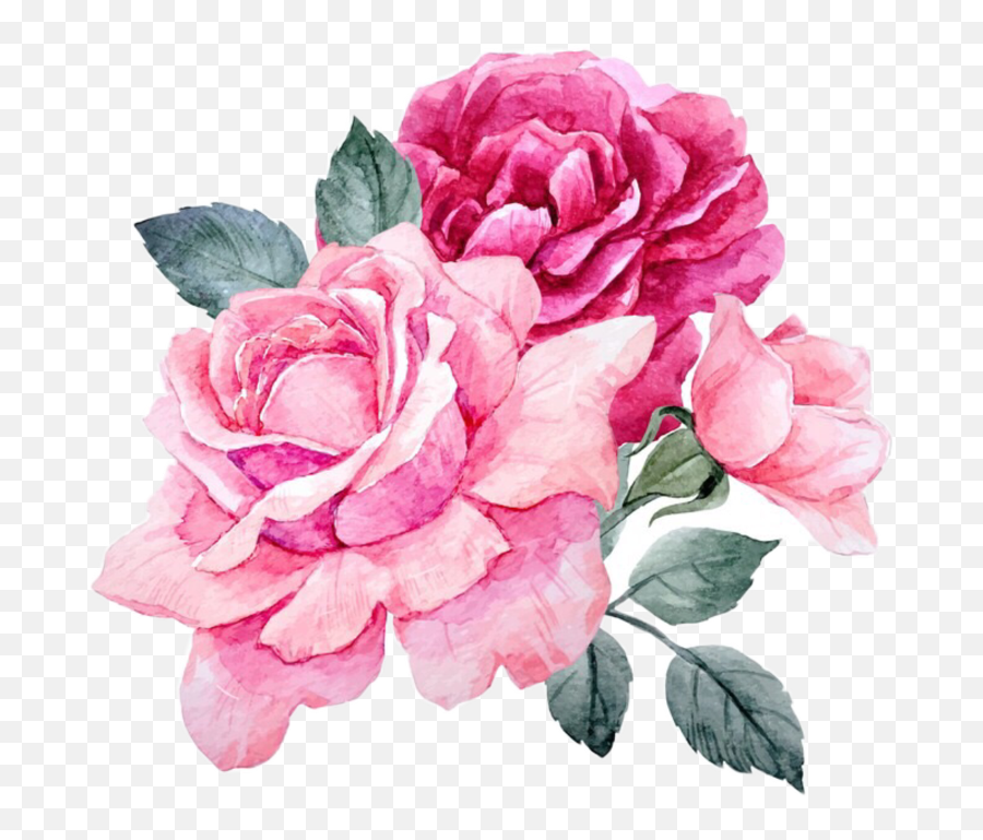 Pink Flowers Peonies Peony Rose Roses Png