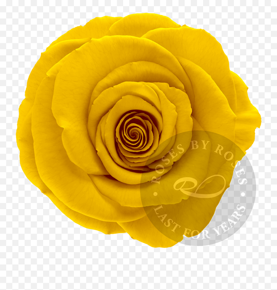 Presidential - Garden Roses Png,Yellow Rose Png