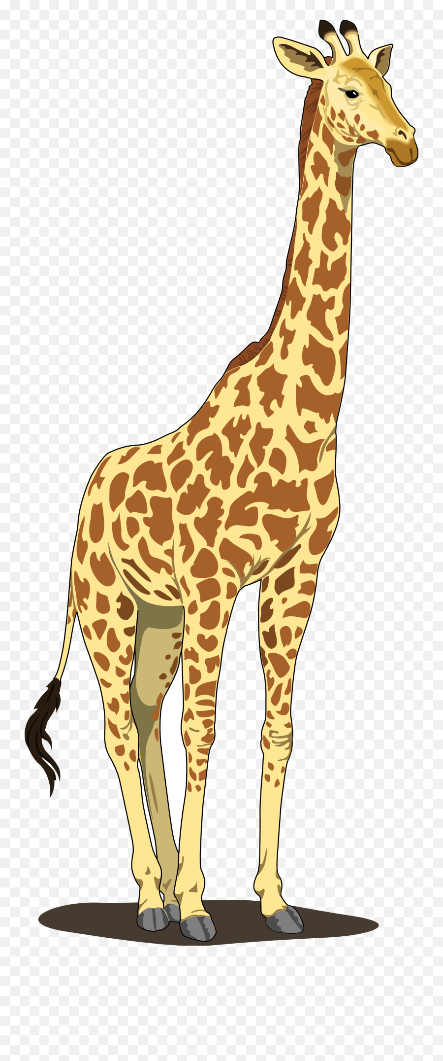 Giraffe Png Image - Giraffe Clipart Png,Giraffe Png