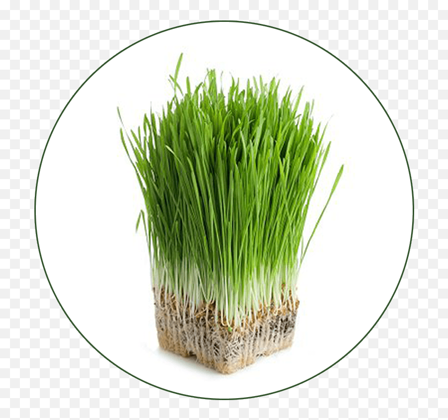 Download Aerogrow International Inc Grow Anything Seed Kit - Grass Hair Kit Png,Grass With Transparent Background