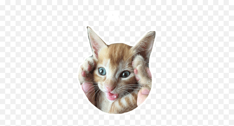 Cat Kitten Gif - Cat Kitten Cute Discover U0026 Share Gifs Transparent Gif Cat Head Png,Kitten Transparent