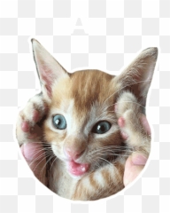 Cat Kitten Gif - Cat Kitten Cute Discover U0026 Share Gifs Transparent Gif Cat Head Png,Kitten Transparent