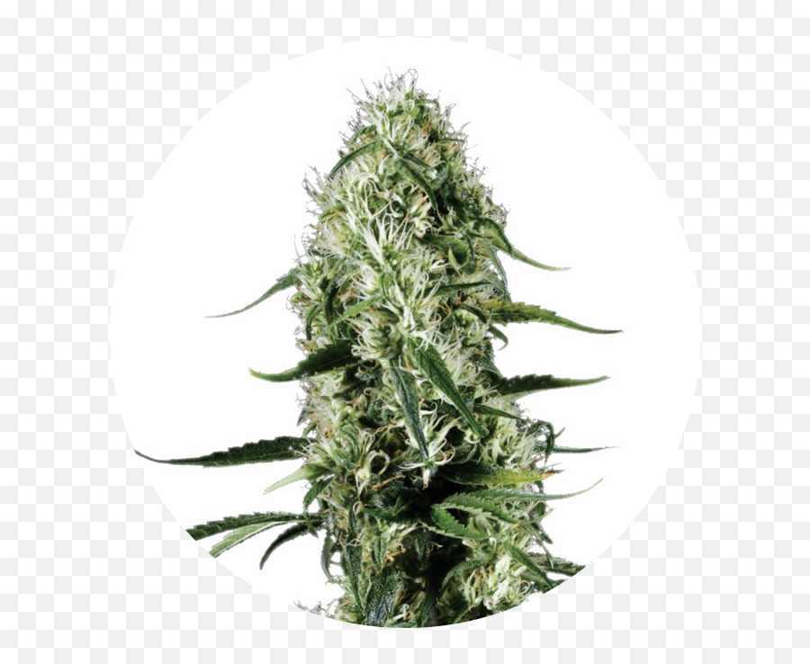 Super Silver Haze - Silver Haze Png,Haze Png