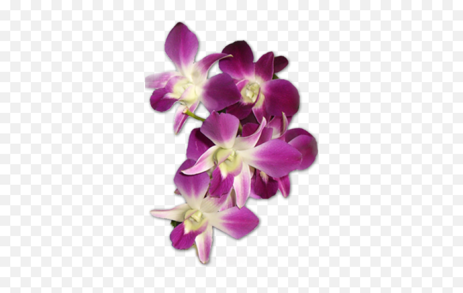 Orchid - Orchids Png Download Original Size Png Image Png,Orchid Png