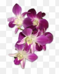 Orchid - Orchids Png Download Original Size Png Image Png,Orchid Png