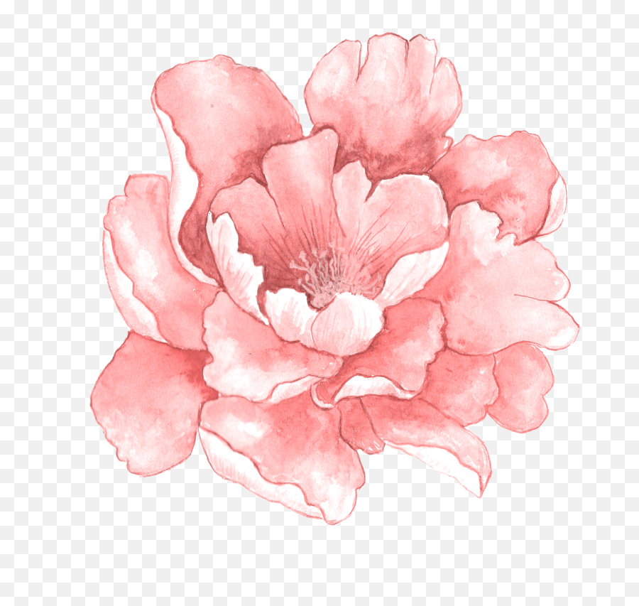 Watercolour Flower Art Watercolor Flowers Botanical - Pink Watercolor Flowers Png,Watercolor Flower Png