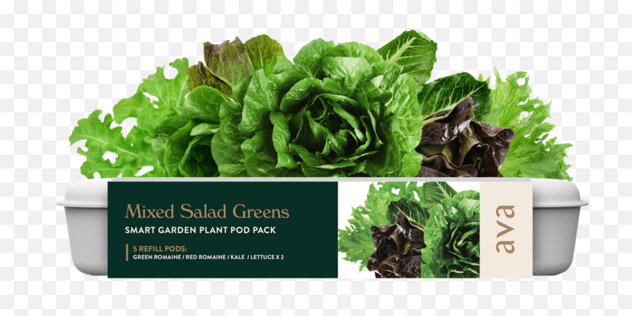 Mixed Salad Greens - Flowerpot Png,Lettuce Transparent