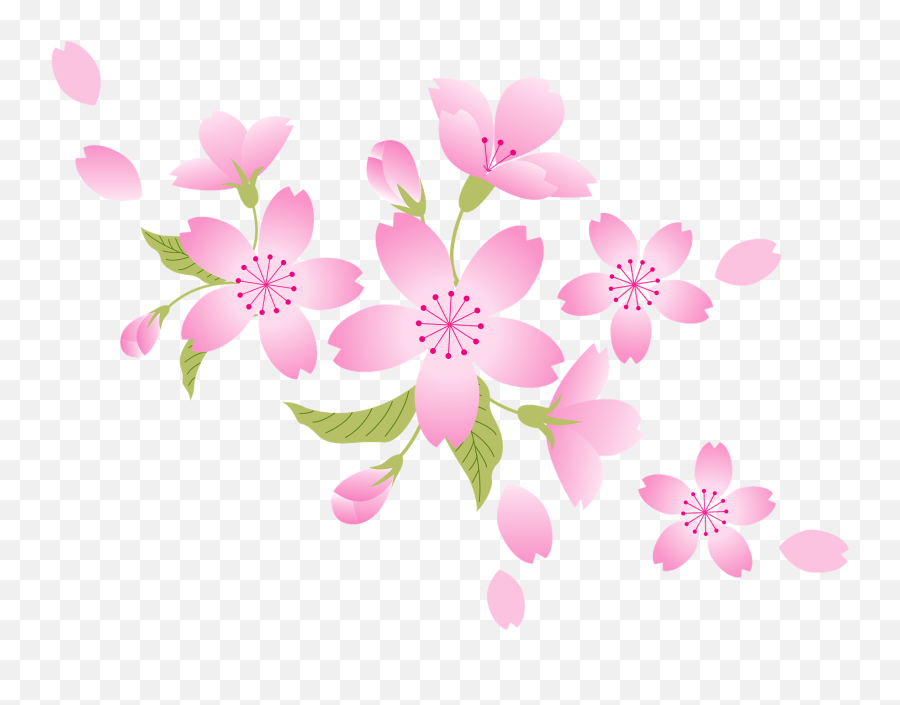 Cherry Blossoms Clipart Free Download Transparent Png Blossom Flower