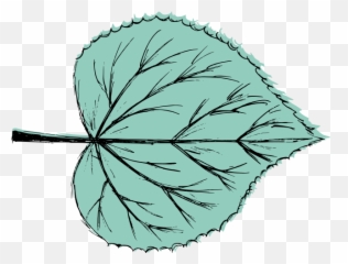 Leaf Drawing Vector Svg Png - Leaf Drawing Transparent,0 Png