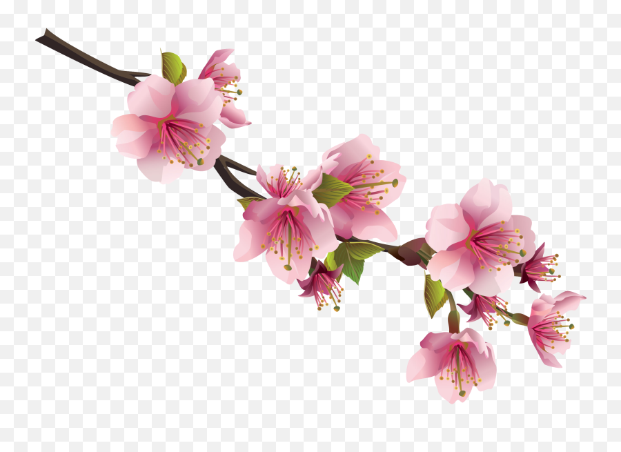 Sakura Png - Transparent Background Sakura Flower Png,Sakura Png