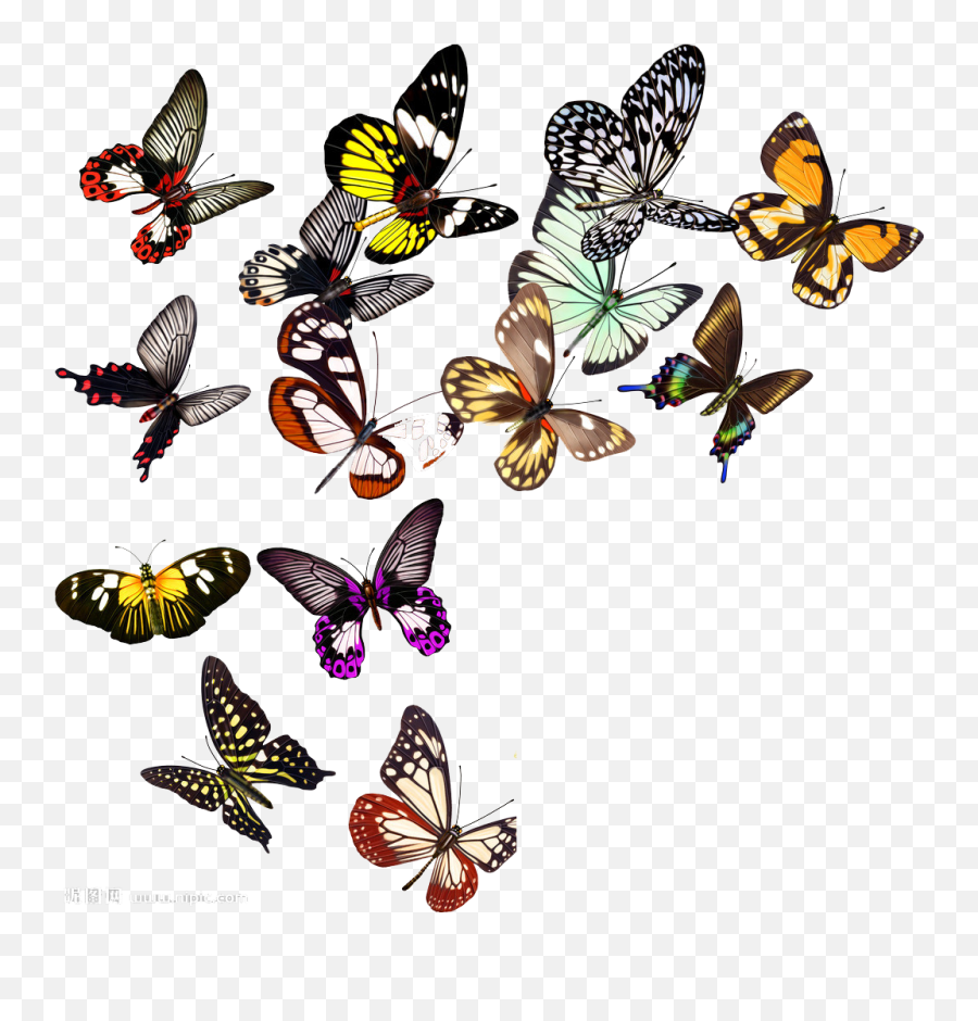 Free Transparent Butterfly Png Download - Group Flying Butterfly Png,Butterfly Flying Png
