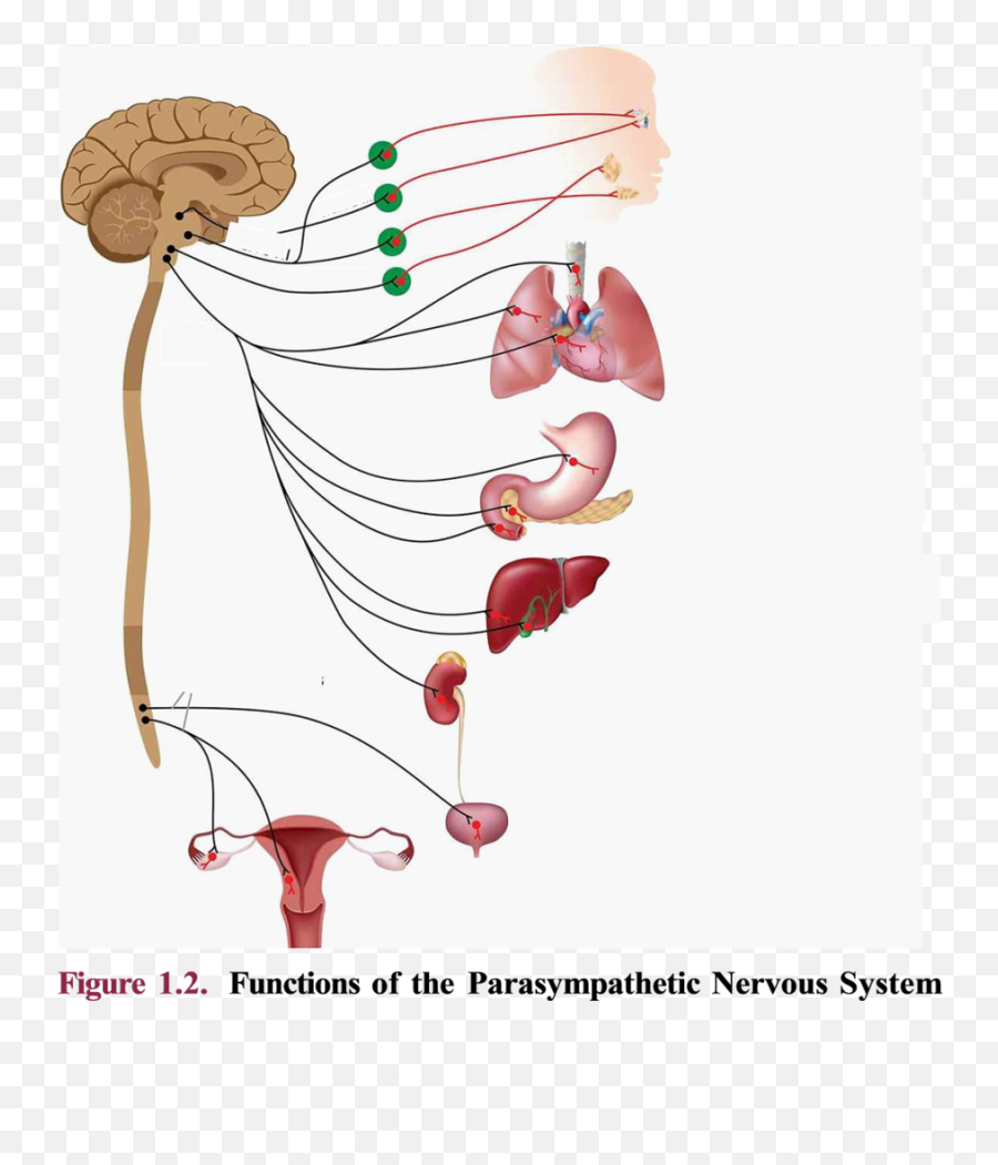 Figure 1 - Sympathetic Nervous System Simple Png,Nervous System Icon
