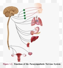 Figure 1 - Sympathetic Nervous System Simple png