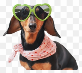 Church Park Luxury Apartments In Boston For Rent - Dog Clothes png