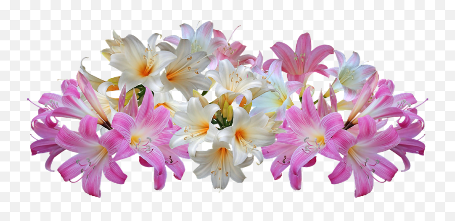Lilies Belladonna Easter - Transparent Easter Lilies Background Png,Easter Lily Png