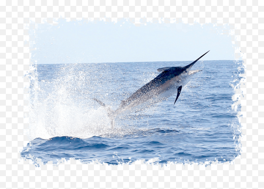 Download Black Marlin - Atlantic Blue Marlin Full Size Png Atlantic Blue Marlin,Marlin Png