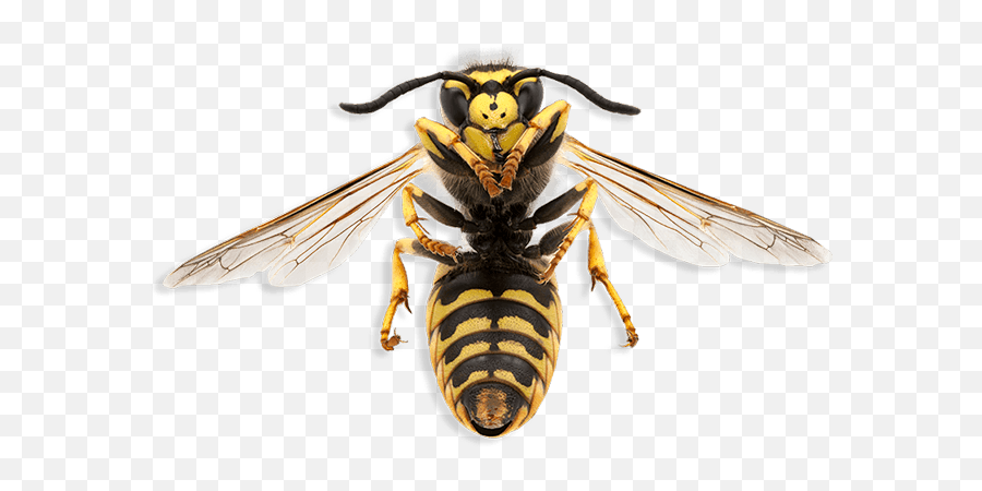 Wasptec Wasp Nest Removal Guarantee Leeds - Wasp Png,Wasp Png