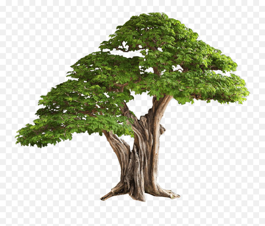 Download Tree Free Png Image - Brazilian Rain Tree Bonsai,Transparent Png Images Download