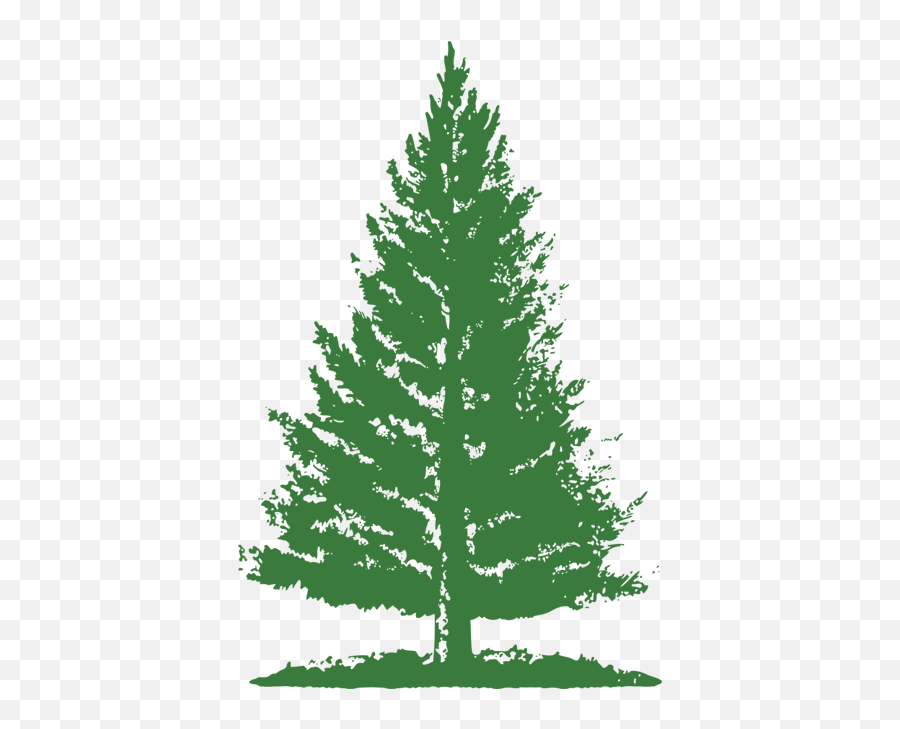 Pine Tree Logo Png Picture - Pine Tree Logo Png,Pine Tree Logo