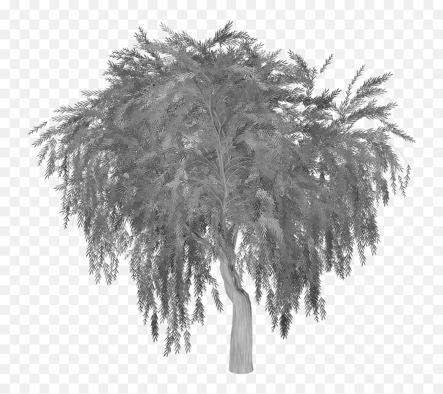 Weeping Willow Tree Silhouette - Willow Tree Silhouette Png,Weeping Willow Png