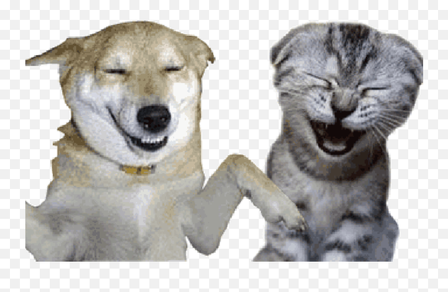 Dog - Cat Laughing Png,Dog And Cat Png
