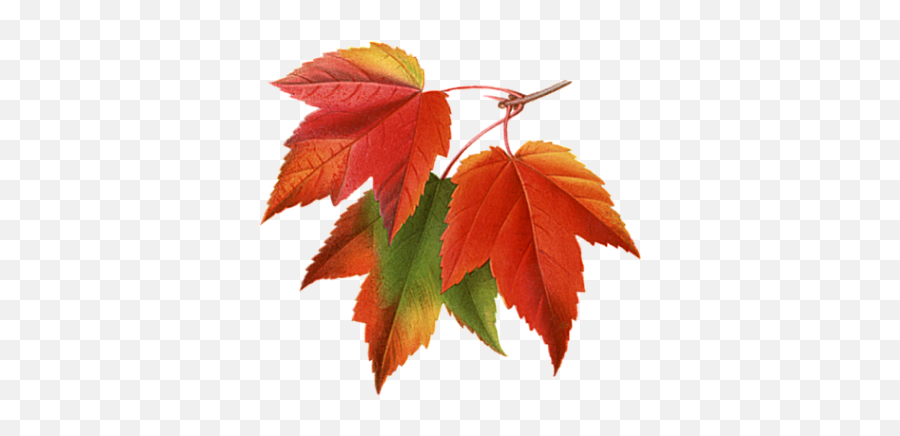 Autumn Leaves Clipart Png Photos - 23483 Transparentpng Maple Leaves Transparent Background,Leaves Clipart Png