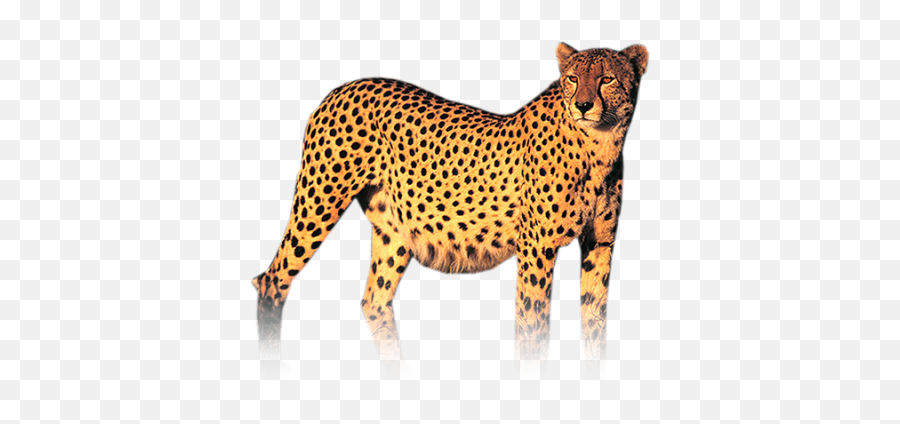 Download Free Png Chester Cheeta - Africat Foundation,Chester Cheetah Png