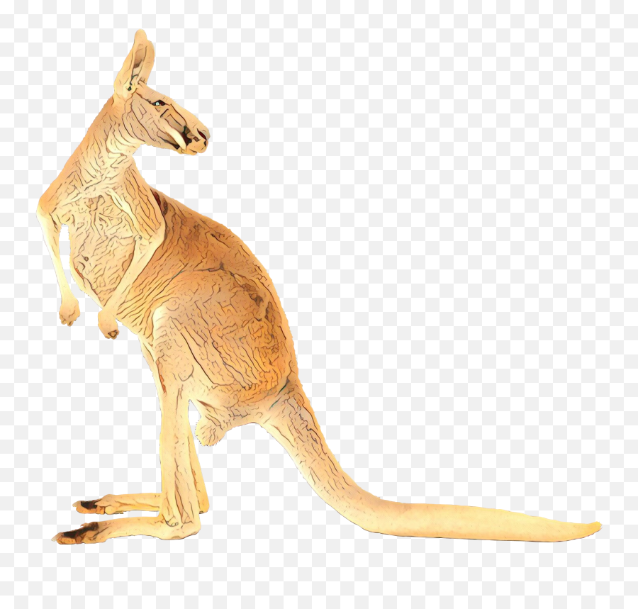 Portable Network Graphics Kangaroo Clip Art Koala Image - Animales De La Estepa Png,Koala Transparent