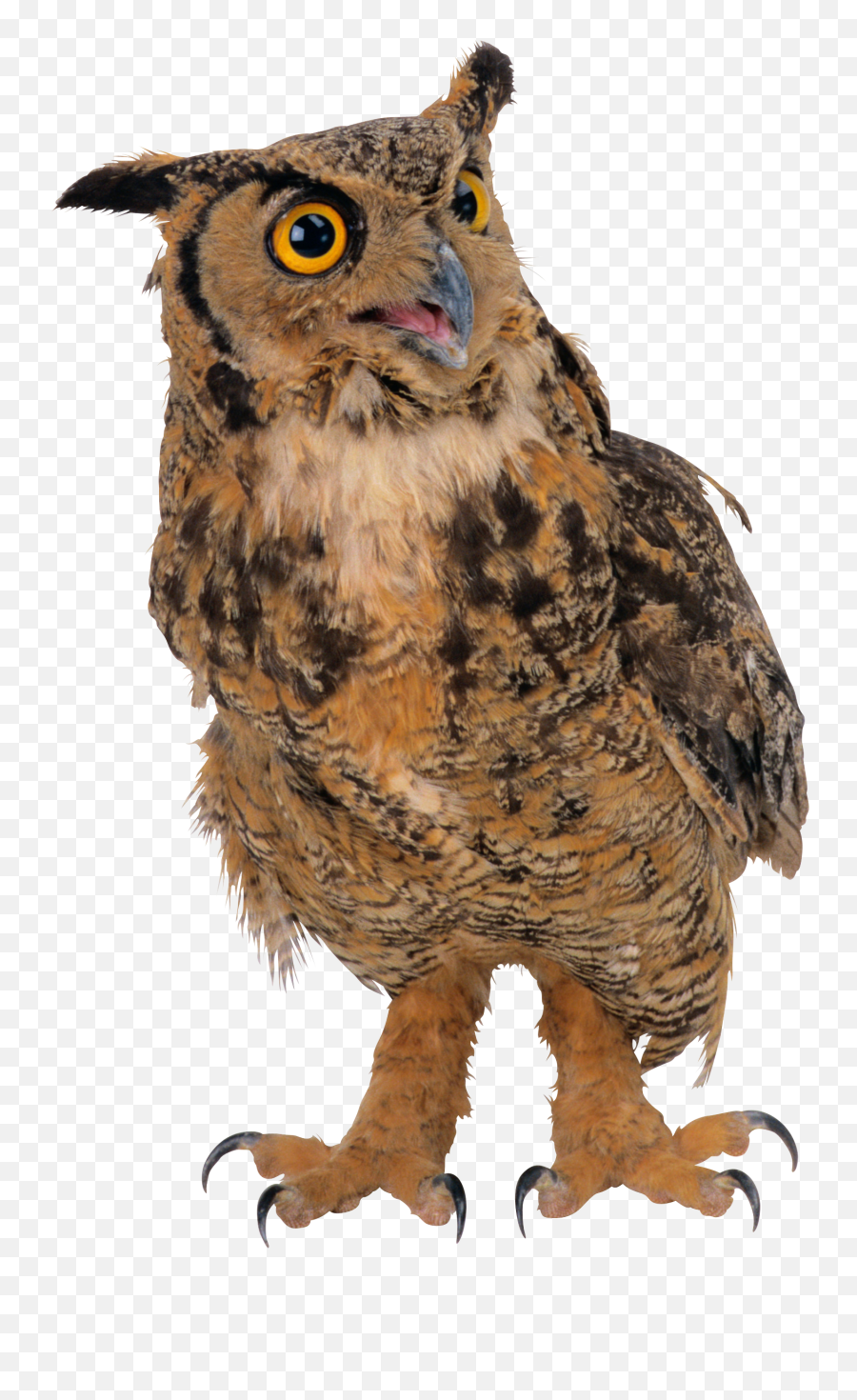Owl Png Alpha Channel Clipart Images Pictures With Transparent Background