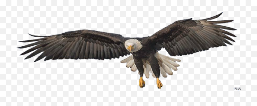 Eagle Png Image - Purepng Free Transparent Cc0 Png Image Flying Eagle Transparent,Bald Eagle Png