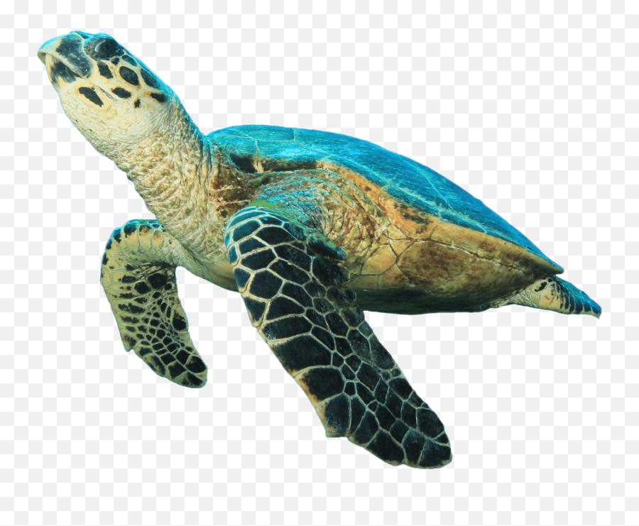 Sea Turtle Prehistoric Clipart - Transparent Sea Turtle Png,Turtle Clipart Png