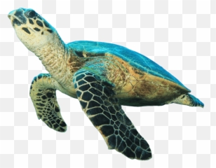 Sea Turtle Prehistoric Clipart - Transparent Sea Turtle Png,Turtle Clipart Png