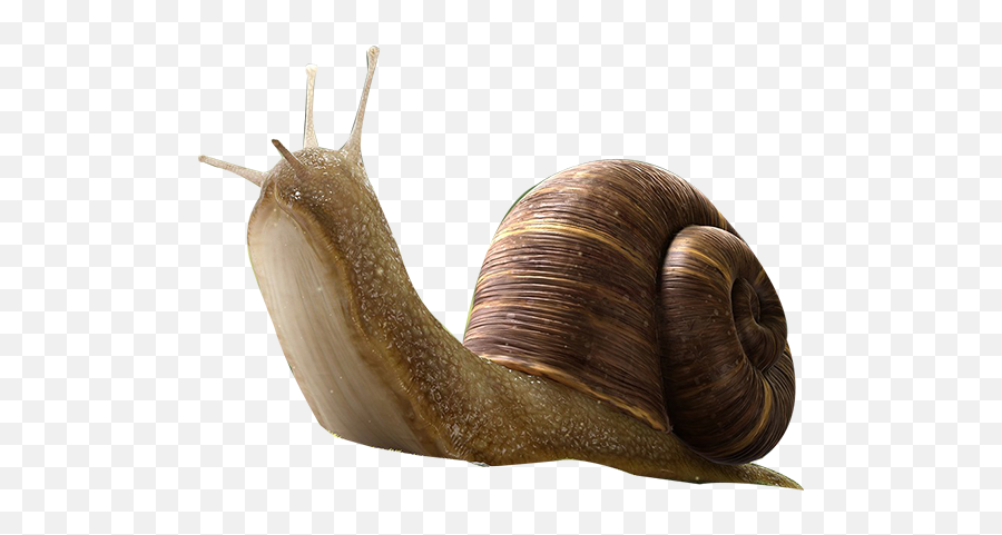 Snail Insect Orthogastropoda - Snail Insect Png,Snail Png